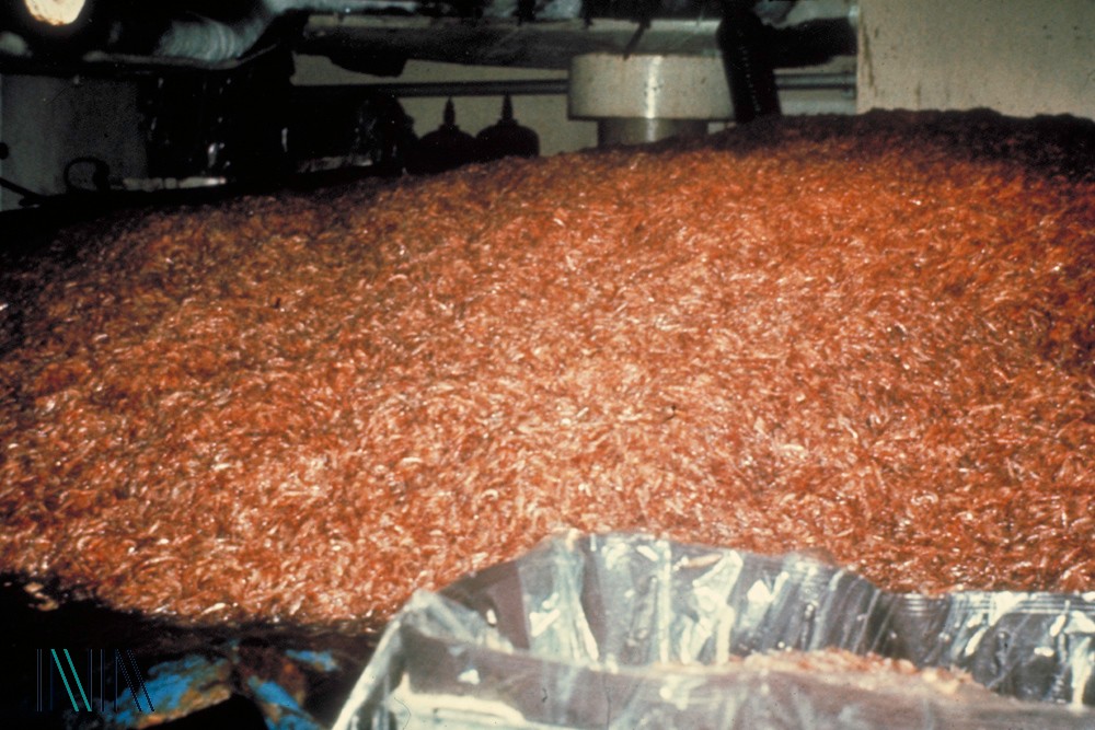 11.1  海功號捕獲的南極蝦